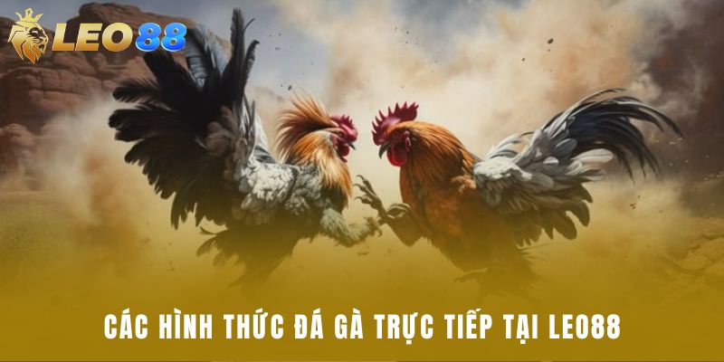 Các hình thức đá gà trực tiếp tại Leo88
