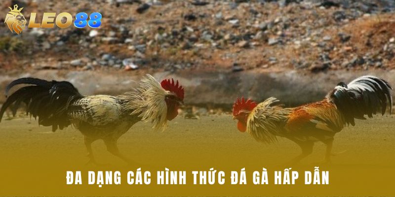 Đa dạng các hình thức đá gà hấp dẫn