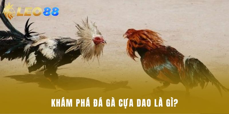 Khám phá đá gà cựa dao là gì?