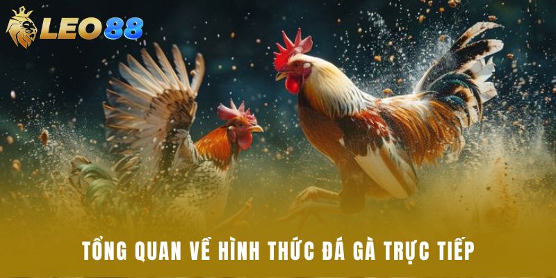 Tổng quan về hình thức đá gà trực tiếp