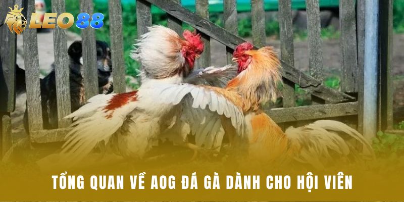 Tổng quan về AOG đá gà dành cho hội viên