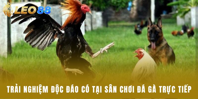 Trải nghiệm độc đáo có tại sân chơi đá gà trực tiếp